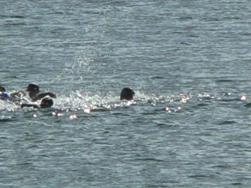gal/Triathlon Larmor-Plage 20-08-2006/P1100013.JPG
